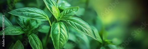 Fresh basil leaves, vibrant green, macro photography, dark background, culinary herbs, aromatic spices, textured foliage, glossy leaves, natural light, shallow depth of field, garden fresh, organic pr photo