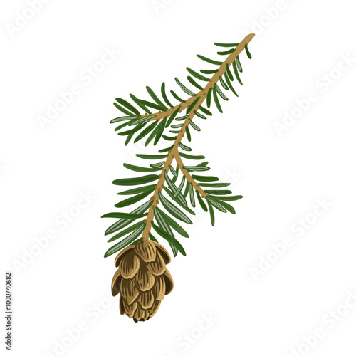 vector drawing branch of western hemlock spruce tree with leaves and cones, Tsuga heterophylla isolated at white background, hand drawn illustration