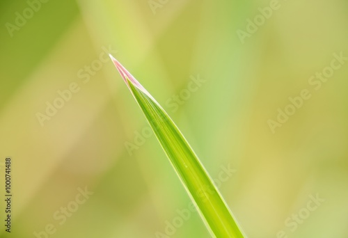 Grass Blade Tip Close up of the fine pointed tip of a grass blad photo