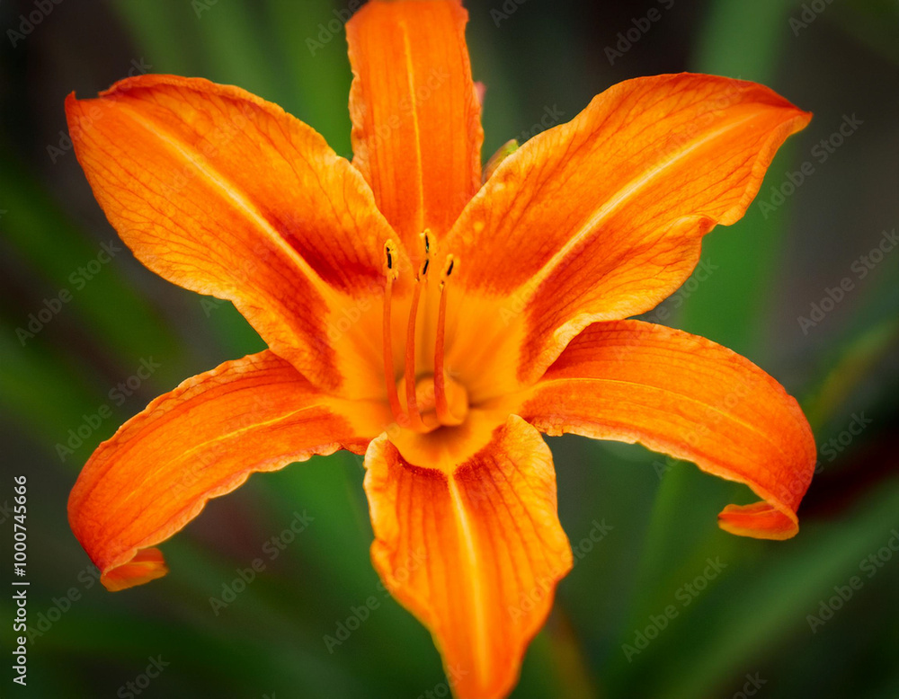 Orange Lily Flower Closeup Illustration Orange Lily Flower Closeup Illustration
