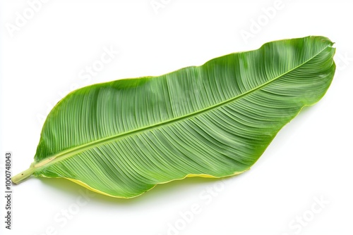 Single green banana leaf isolated on a white background.