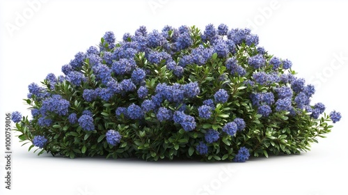 Ceanothus bush on white background