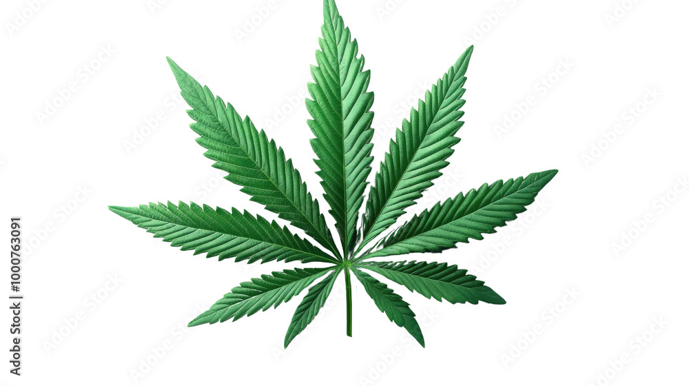 cannabis leaf isolated on white background cannabis leaf isolated on white background