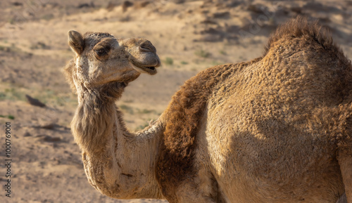 Arabian Camel photo