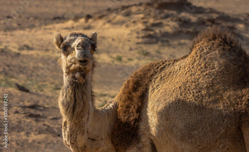 Arabian Camel