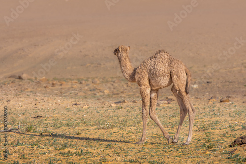 Arabian Camel