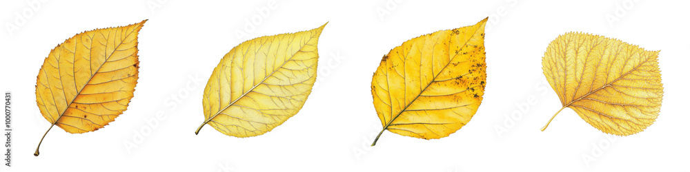 Vibrant Yellow Autumn Leaves Nature Textured Pattern Background Closeup of colorful fall foliage in seasonal forest or park environment Vibrant Yellow Autumn Leaves Nature Textured Pattern Background Closeup of colorful fall foliage in seasonal forest or park environment