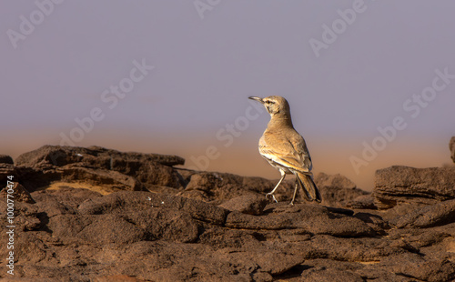 Greater hoopoe-lark in Saudi desert photo