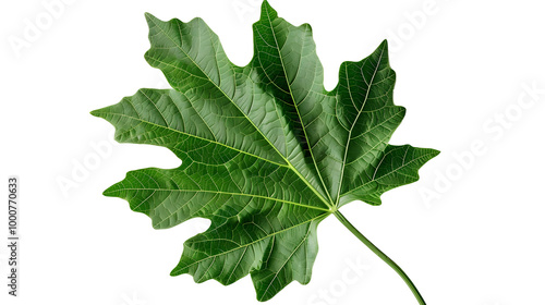 Isolated Papaya Leaf with Clipping Path on White Background