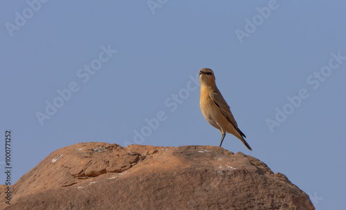 Isabelline Wheatear Oenanthe isabellina