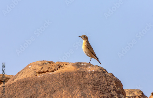 Isabelline Wheatear Oenanthe isabellina