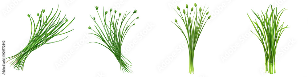 Close up of freshly harvested bunches of various aromatic green herbs and allium plants such as garlic and onion chives against a plain white background Close up of freshly harvested bunches of various aromatic green herbs and allium plants such as garlic and onion chives against a plain white background