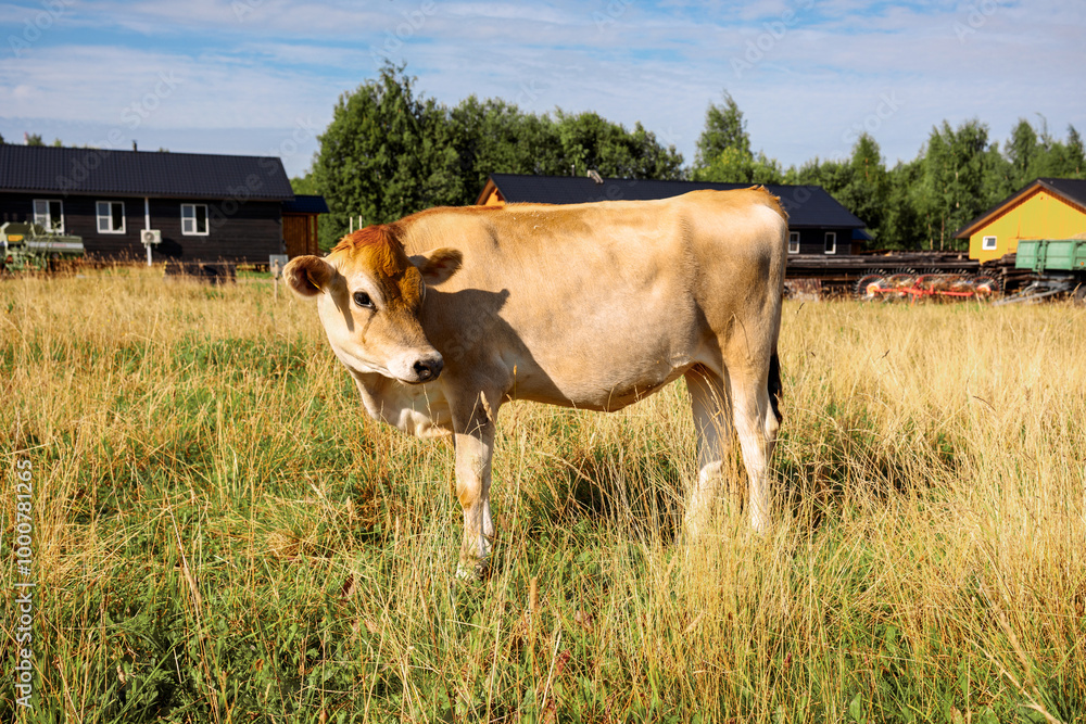 Brown cows graze on green meadow near forest on summer day, close-up Brown cows graze on green meadow near forest on summer day, close-up