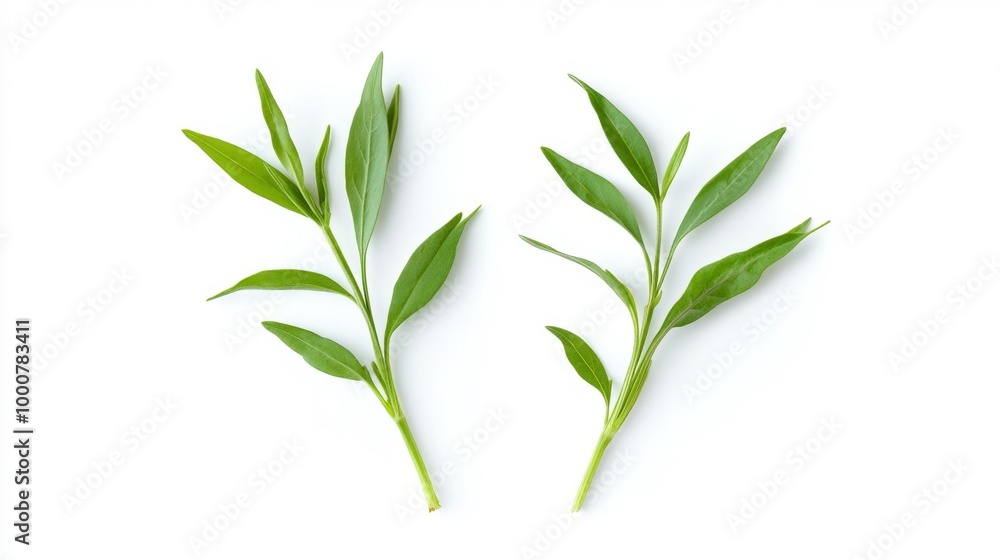 Fresh Tarragon Leaves on White Background Generative AI Fresh Tarragon Leaves on White Background Generative AI