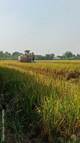 time to harvest