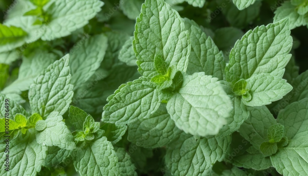 Vibrant green leaves of fresh mint plants Vibrant green leaves of fresh mint plants
