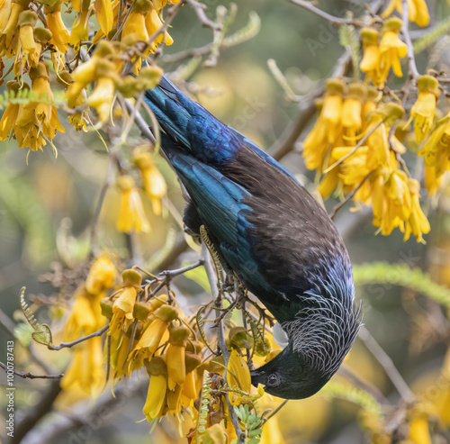 Tui perched upside down and fed on the nectar of yellow Kowhai flowers. Auckland. photo