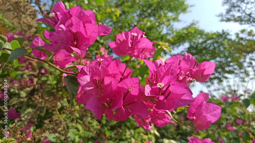 Fototapeta premium very beautiful bougainvillea flower