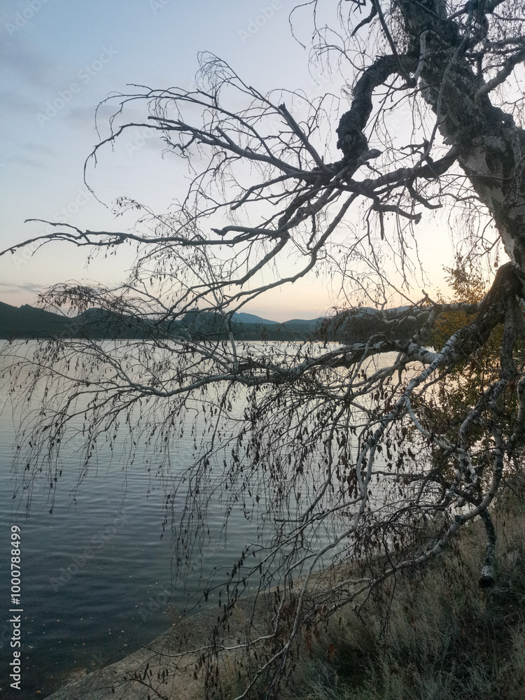 Fototapeta premium Tree with a branch hanging over a body of water