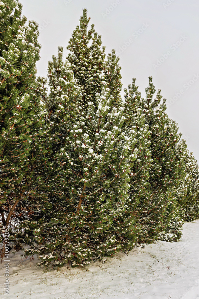 Snow-crowned pines are covered with white snow in winter Snow-crowned pines are covered with white snow in winter