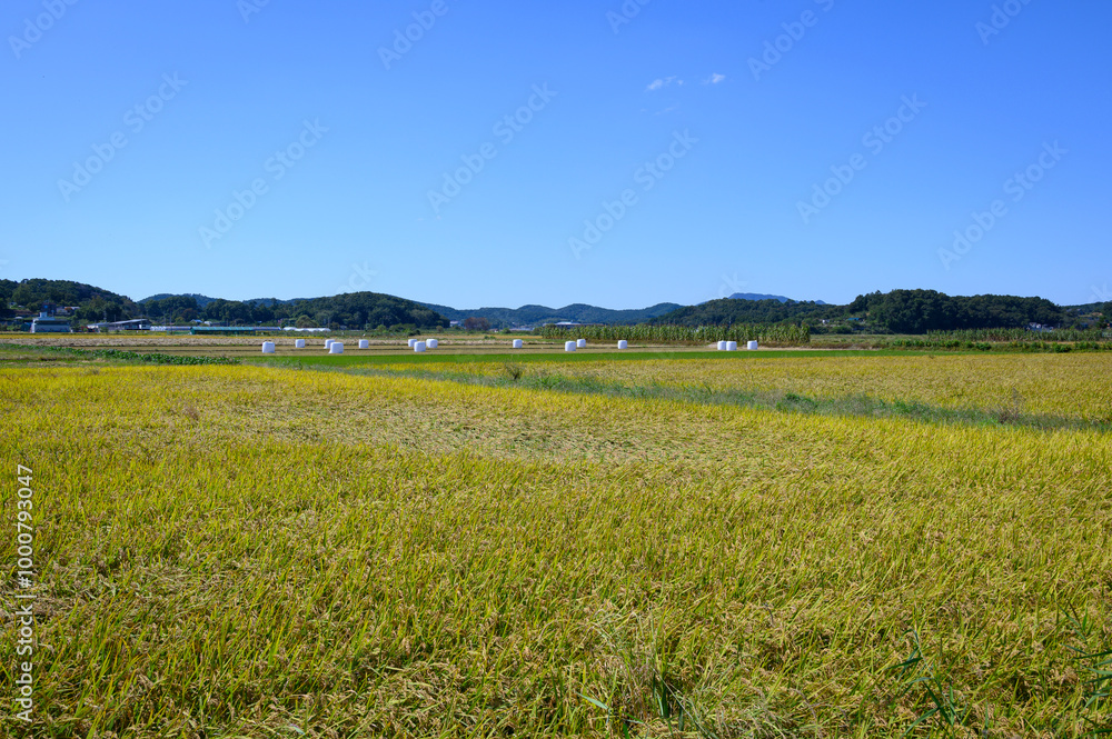 Fototapeta premium Korean traditional rice farming. Rice farming landscape in autumn. Rice field and the sky in, Gimpo-si, Gyeonggi-do,Republic of Korea.