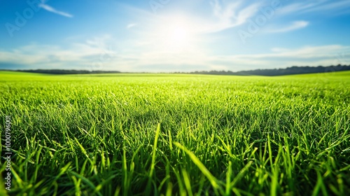 Vibrant green grass under a bright sun