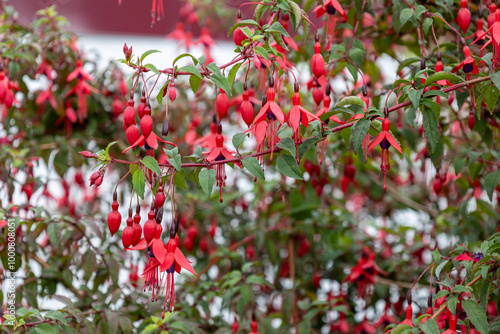 Full frame abstract texture backdrop of red and purple fuchsia flowers in bloom, with defocused background photo