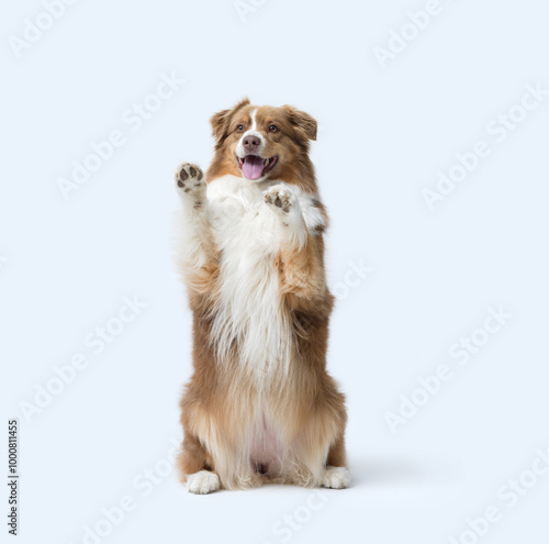 Vászonkép Cute dog standing on its hind legs