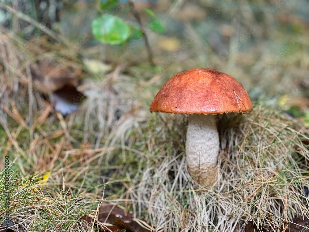 Mushroom eatable closeup in mushrooming autumn season in Finnish forest Mushroom eatable closeup in mushrooming autumn season in Finnish forest