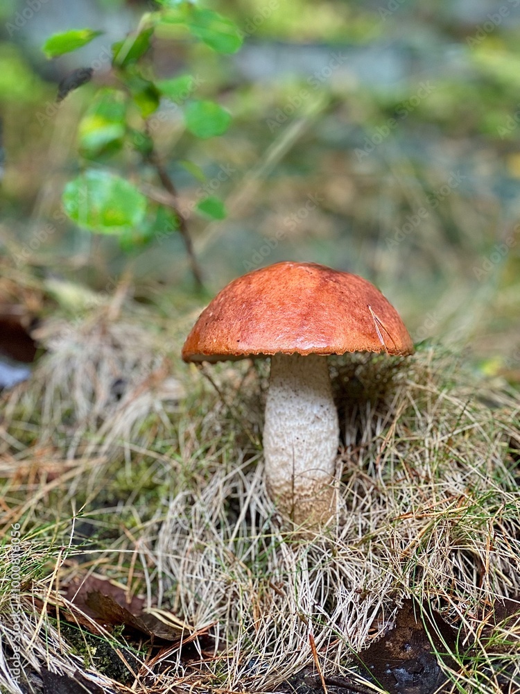Mushroom eatable closeup in mushrooming autumn season in Finnish forest Mushroom eatable closeup in mushrooming autumn season in Finnish forest