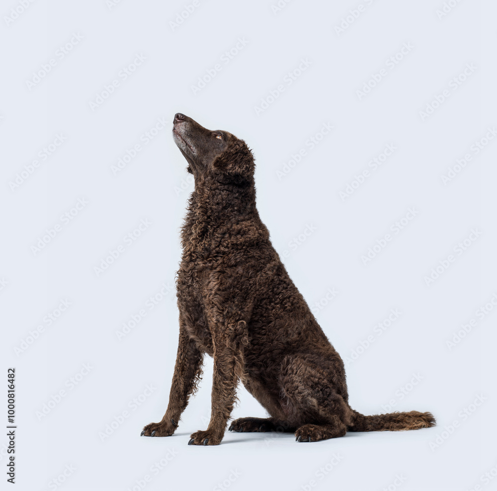 Portrait of a Curly-Coated Retriever dog Portrait of a Curly-Coated Retriever dog