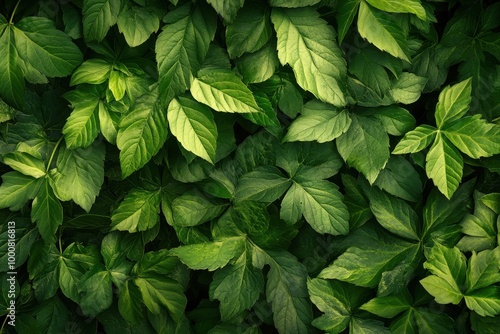 Green leaves background with a natural texture and a dark green tone.