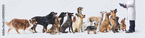 Photography Happy dogs waiting in line at the pet clinic