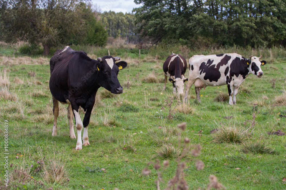 black and white cows. Cows in the meadow, cows in the pasture black and white cows. Cows in the meadow, cows in the pasture