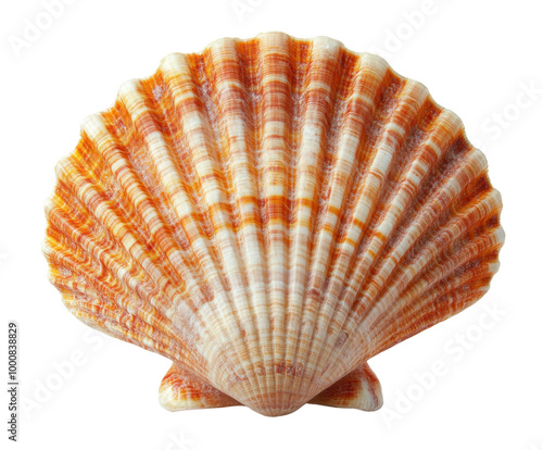 Colorful scallop shell illustration. Transparent background png.