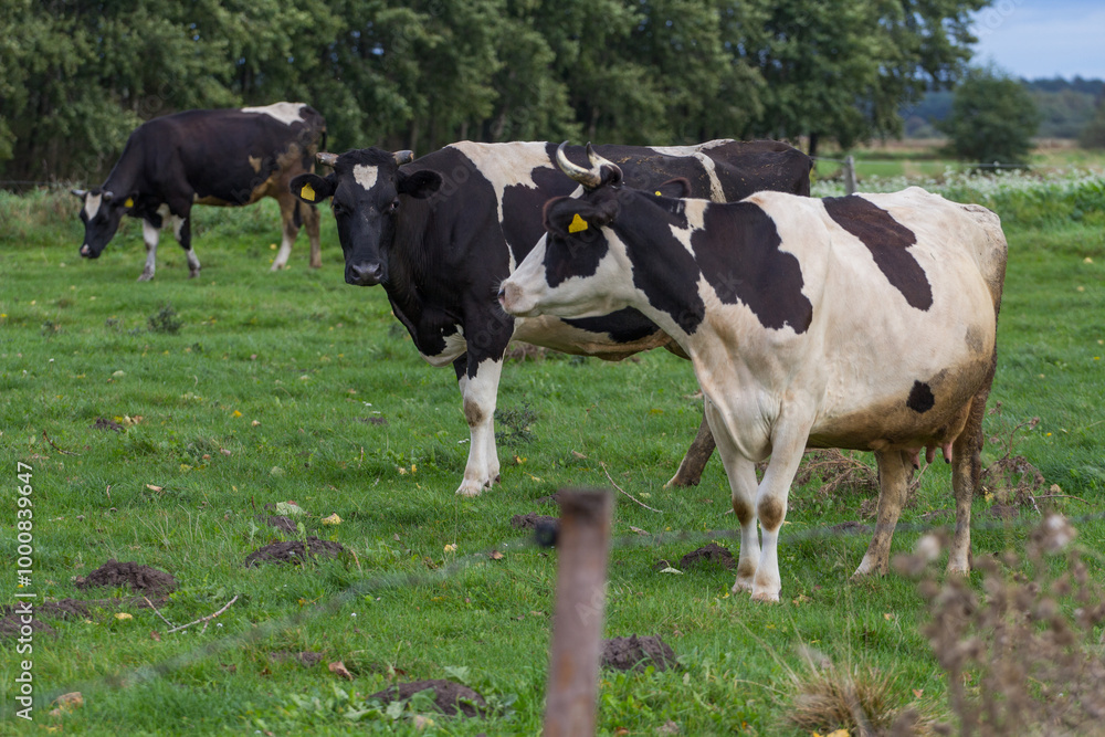 black and white cows. Cows in the meadow, cows in the pasture black and white cows. Cows in the meadow, cows in the pasture