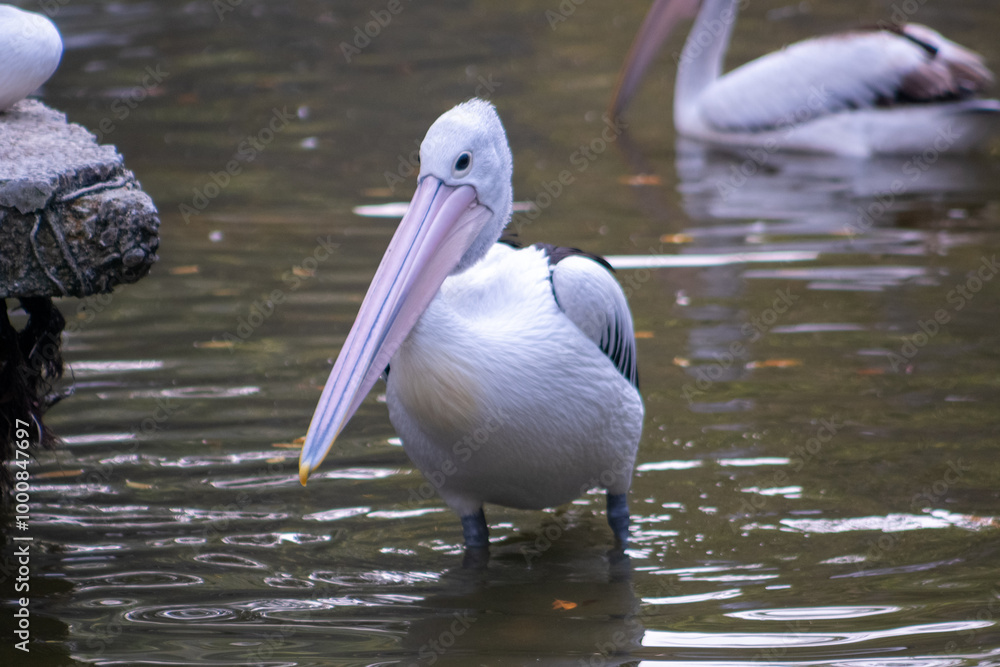 Australian pelican on the pond in the zoo. The Australian pelican (Pelecanus conspicillatus) is a large waterbird in the family Pelecanidae