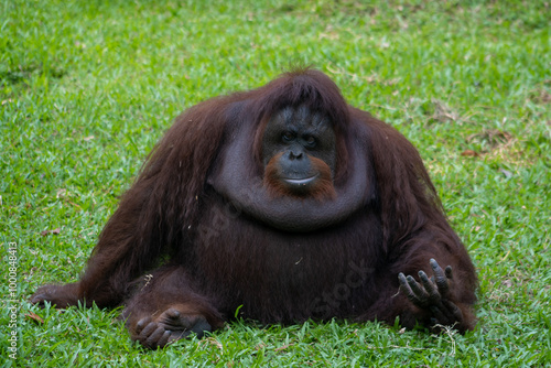 The Bornean orangutan is the third-largest ape after the western gorilla, and the largest truly arboreal (or tree-dwelling) extant ape. Animals in the Zoo. photo