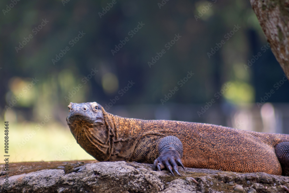 Obraz premium Monitor lizard on the ground in the zoo. Monitor lizards are lizards in the genus Varanus, the only extant genus in the family Varanidae. Animal photo. Blurred background.