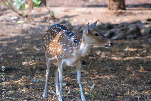 The chital or cheetal, also known as the spotted deer, chital deer and axis deer, is a deer species native to the Indian subcontinent. Deers in the zoo. photo