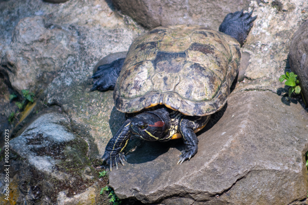The Amboina box turtle or Southeast Asian box turtle is a species of Asian box turtle widely distributed across Southeast Asia. Turtle in the zoo. The Amboina box turtle or Southeast Asian box turtle is a species of Asian box turtle widely distributed across Southeast Asia. Turtle in the zoo.