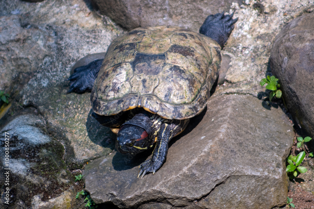 The Amboina box turtle or Southeast Asian box turtle is a species of Asian box turtle widely distributed across Southeast Asia. Turtle in the zoo. The Amboina box turtle or Southeast Asian box turtle is a species of Asian box turtle widely distributed across Southeast Asia. Turtle in the zoo.