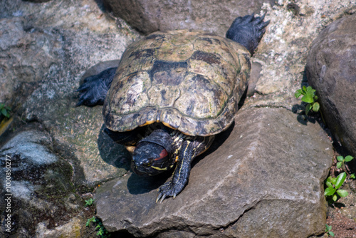 The Amboina box turtle or Southeast Asian box turtle is a species of Asian box turtle widely distributed across Southeast Asia. Turtle in the zoo. photo