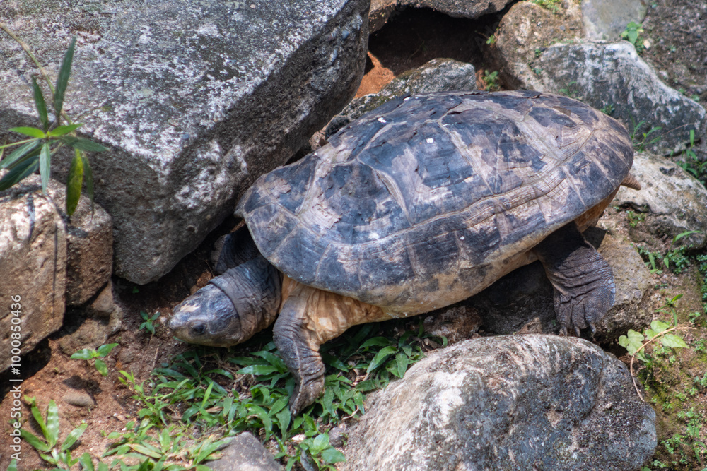 Obraz premium The Amboina box turtle or Southeast Asian box turtle is a species of Asian box turtle widely distributed across Southeast Asia. Turtle in the zoo.