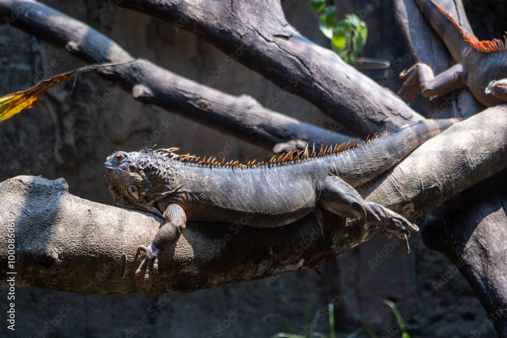 Beautiful Red Iguana on wood. The Red Iguana is a sub-species of Green Iguana found primarily in the Western Regions of Costa Rica. Animal photo. Beautiful Red Iguana on wood. The Red Iguana is a sub-species of Green Iguana found primarily in the Western Regions of Costa Rica. Animal photo.