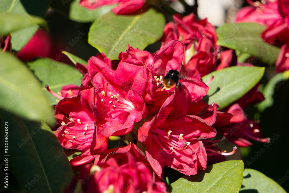 Roter Rhododendron blüht im Mai. Bayern, Deutschland. Roter Rhododendron blüht im Mai. Bayern, Deutschland.