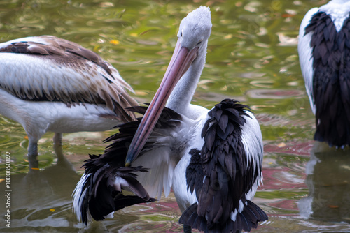 Australian pelican on the pond in the zoo. The Australian pelican (Pelecanus conspicillatus) is a large waterbird in the family Pelecanidae