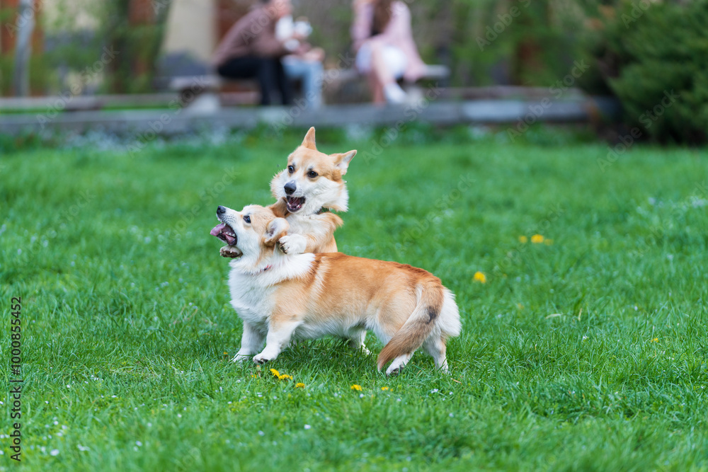 Two funny Young Pembroke Welsh corgis playing in green grass in the city park. Two funny Young Pembroke Welsh corgis playing in green grass in the city park.