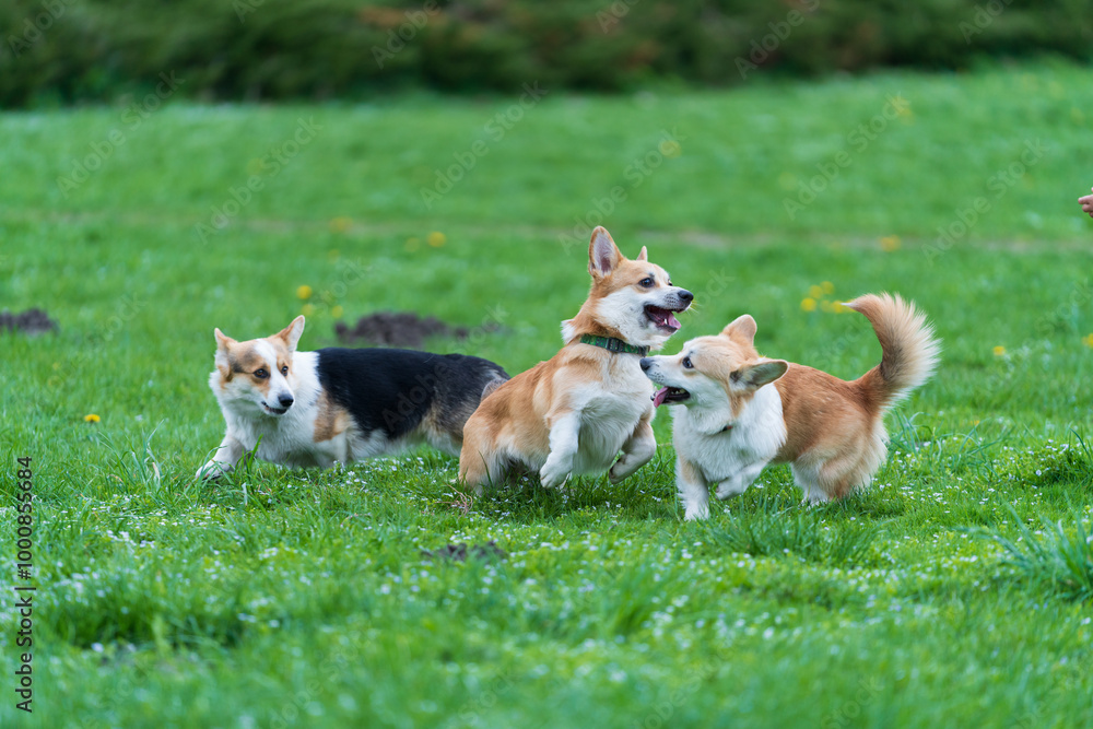 Three Young Pembroke Welsh corgis (two red male and tricolor female) playing in green grass in the city park.