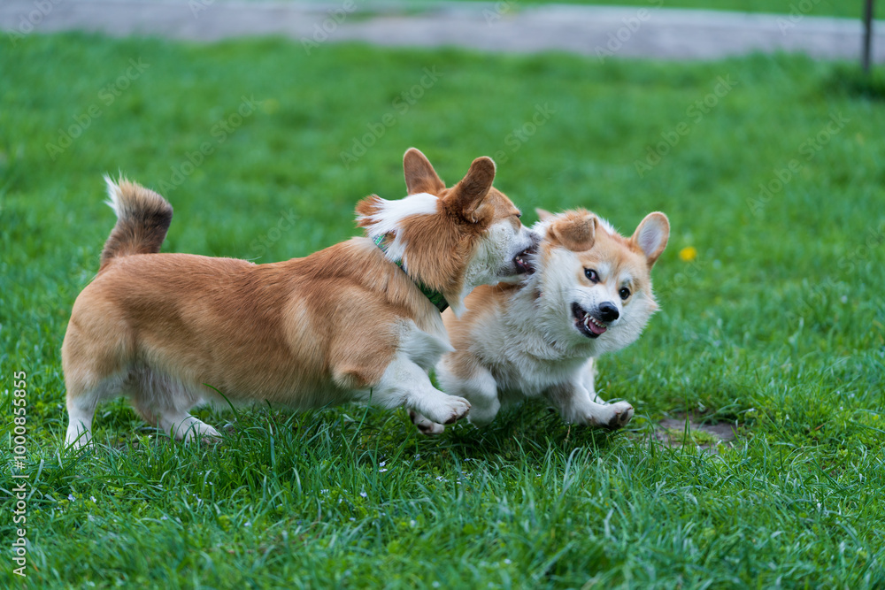 Two Young Pembroke Welsh corgis playing in green grass in the city park. Two Young Pembroke Welsh corgis playing in green grass in the city park.